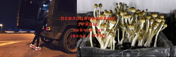 бошки Аркадак